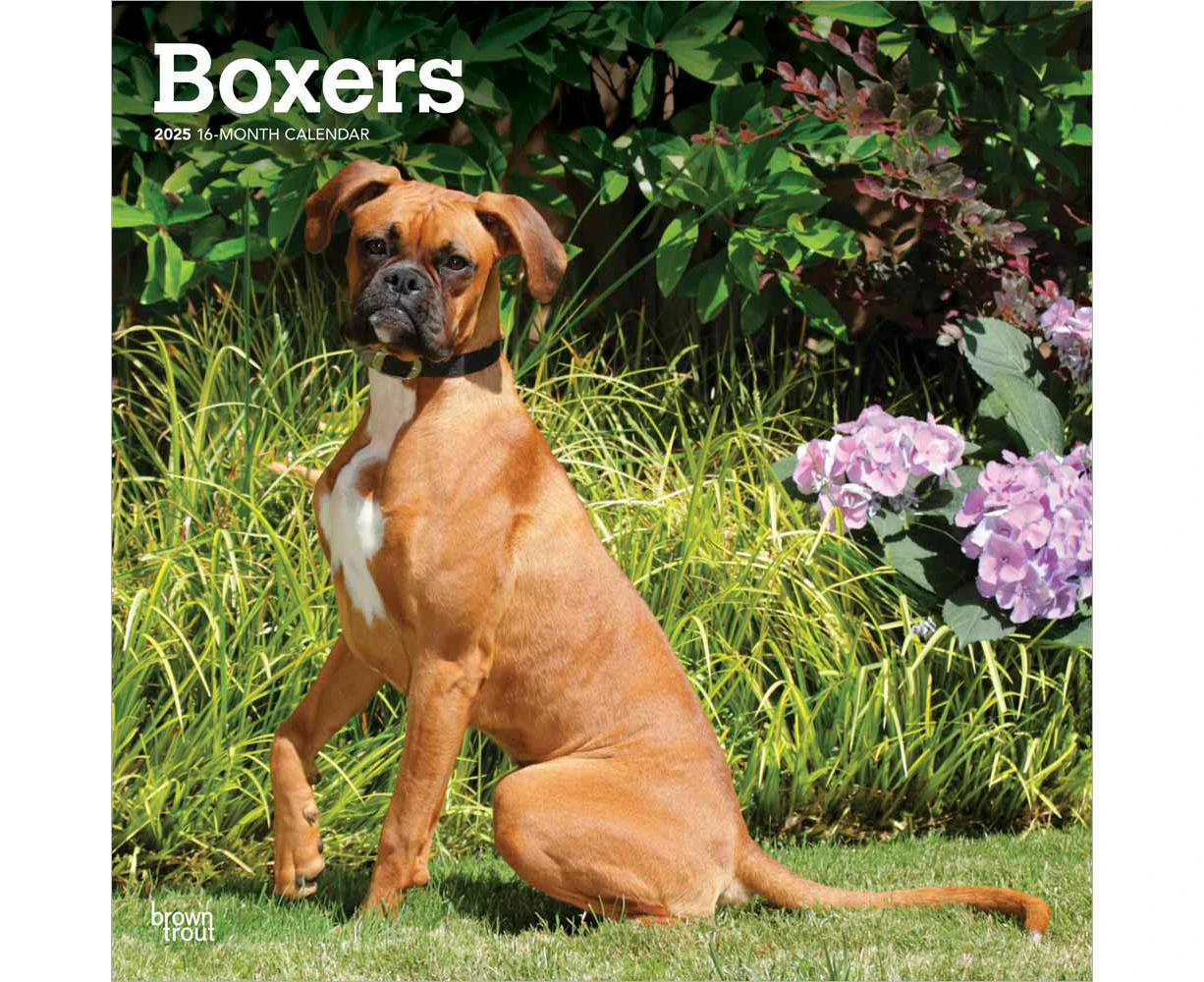 2025 Boxers International Edition Wall Calendar