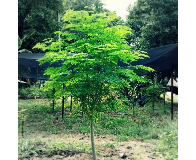 Moringa Tree seeds