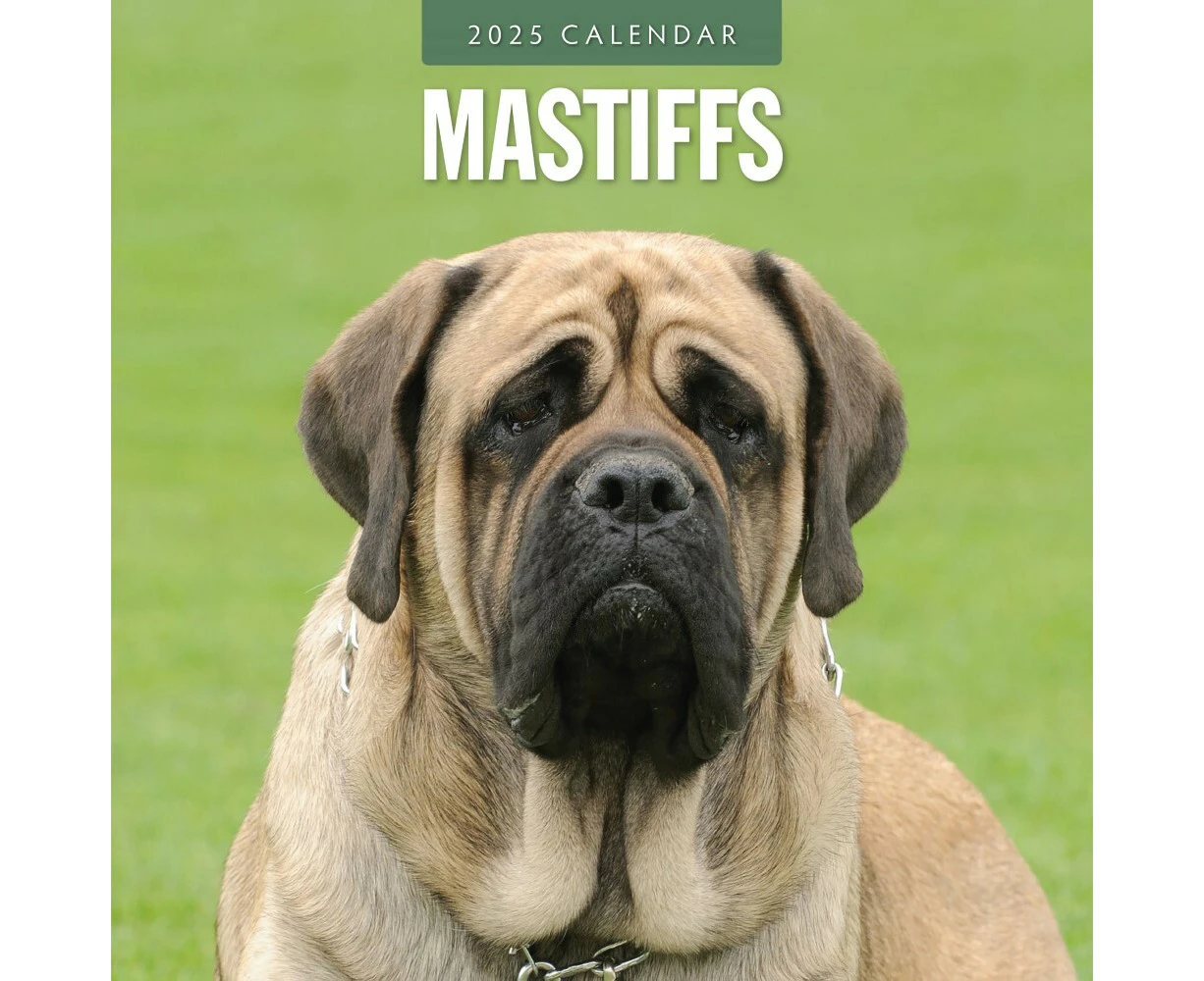 Mastiffs - 2025 Square Wall Calendar 16 month by Red Robin