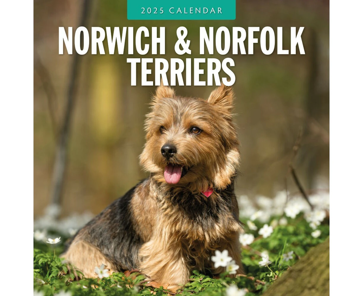 Norwich-/Norfolk Terriers - 2025 Square Wall Calendar 16 month by Red Robin