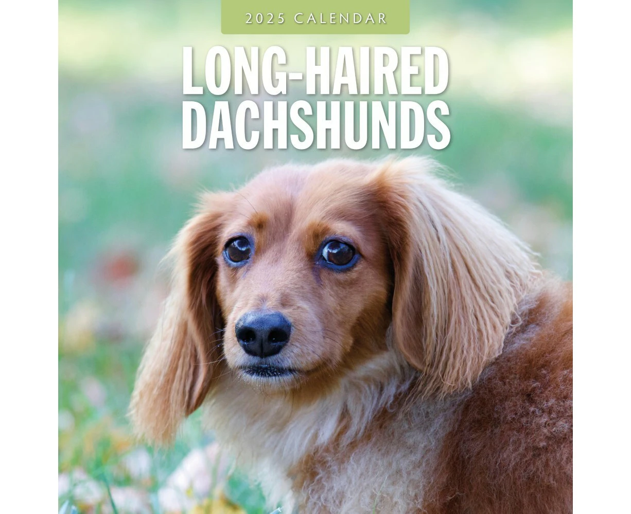 Long-Haired Dachshunds - 2025 Square Wall Calendar 16 month by Red Robin