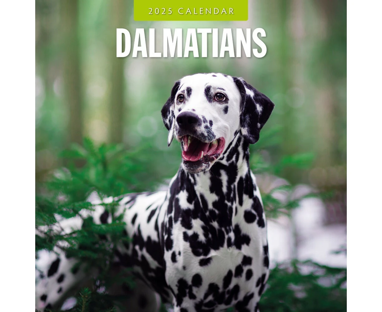 Dalmatians - 2025 Square Wall Calendar 16 month by Red Robin