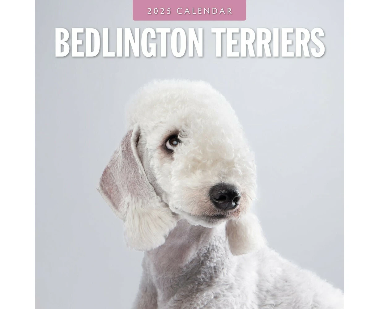 Bedlington Terriers - 2025 Square Wall Calendar 16 month by Red Robin