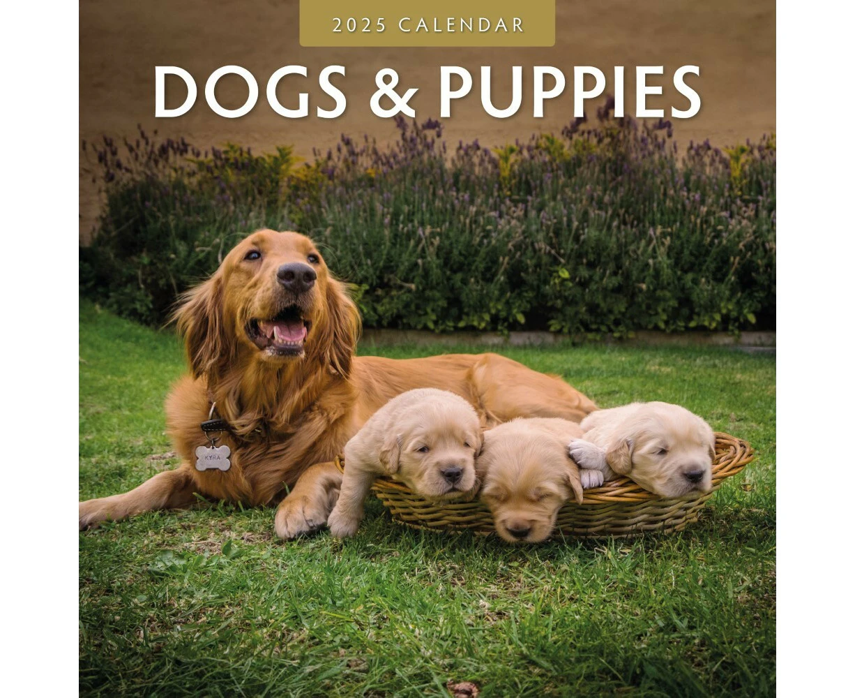 Dogs & Puppies - 2025 Square Wall Calendar 16 month by Red Robin