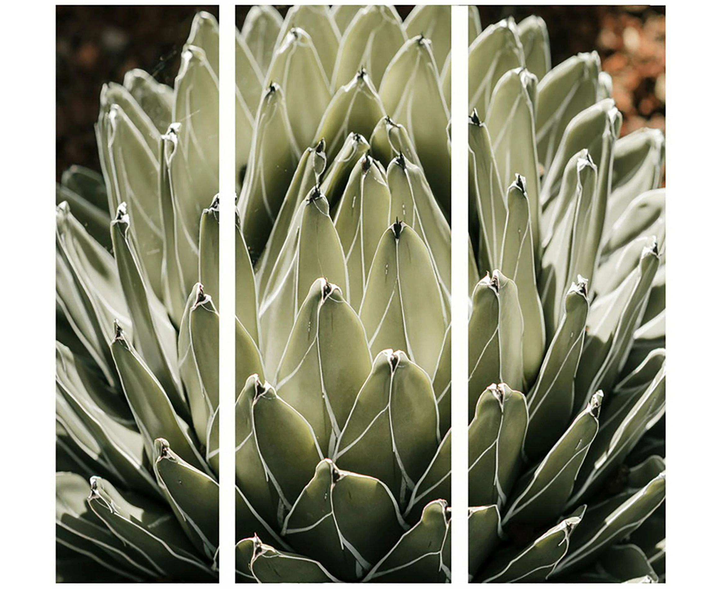 Agave Canvas Print 30 X 90 X 2.5cm