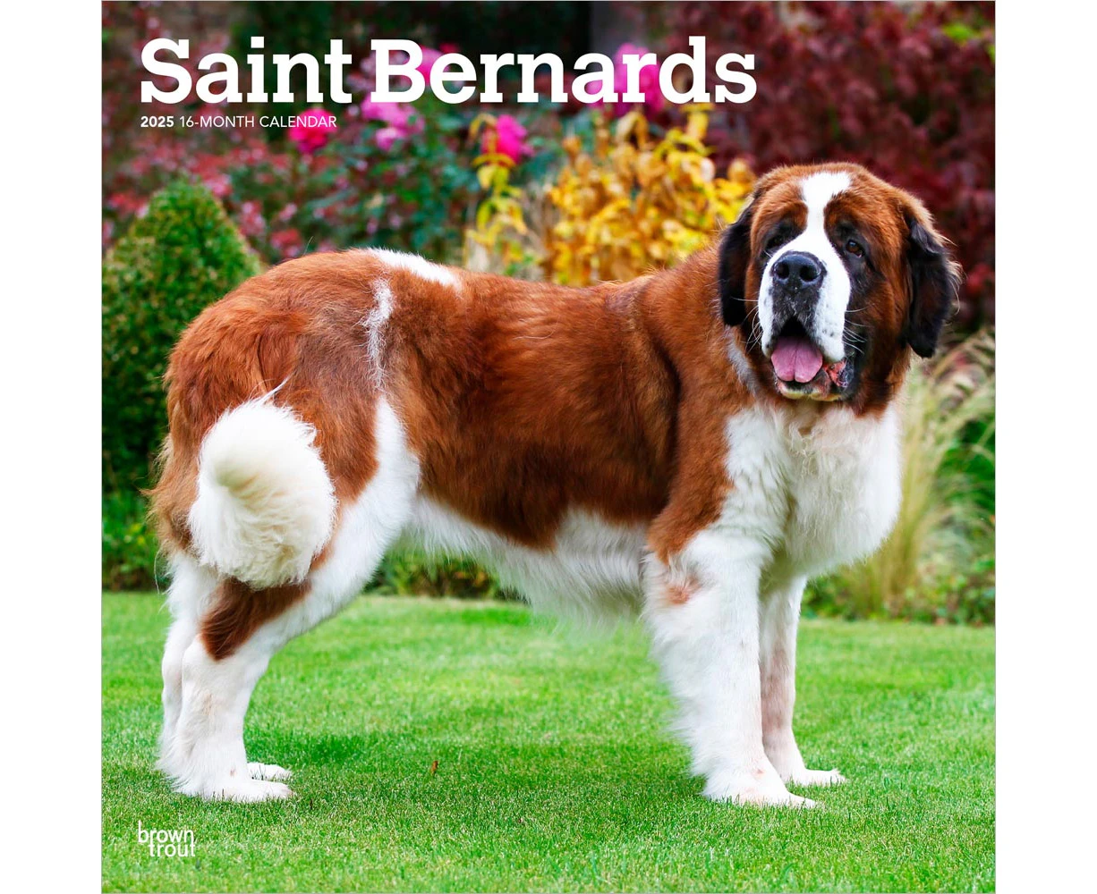 2025 Saint Bernards Wall Calendar