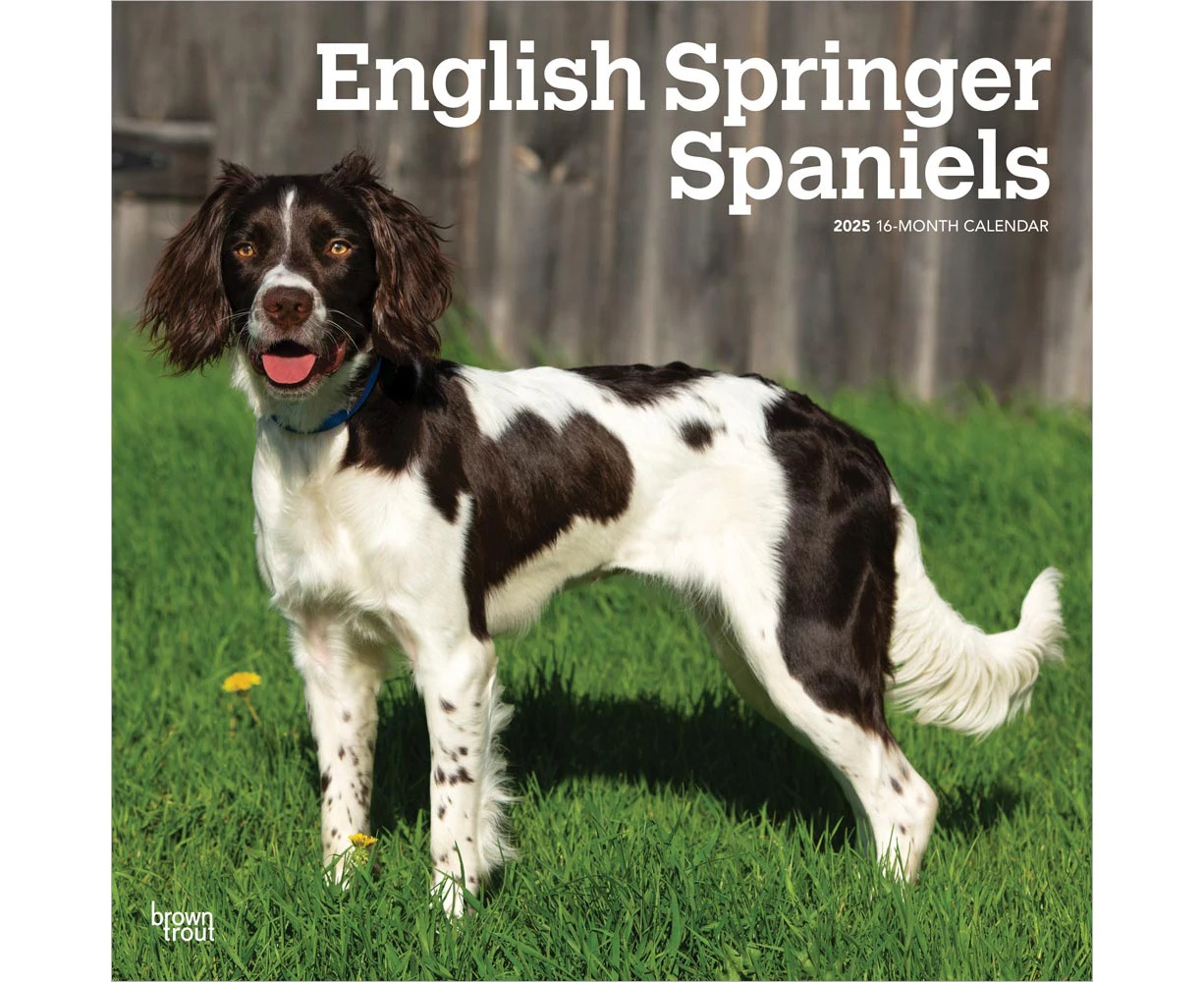 2025 English Springer Spaniels Wall Calendar