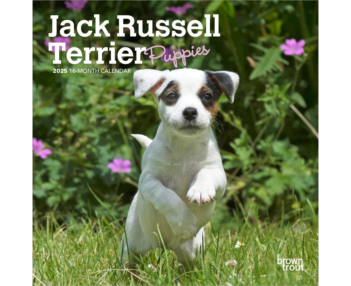 2025 Jack Russell Terrier Puppies Mini Wall Calendar