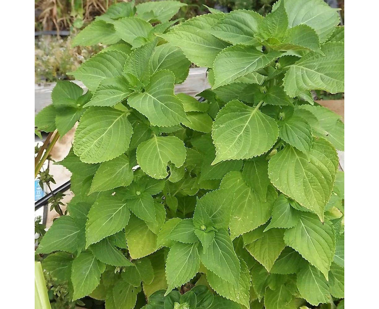 Shiso - Korean Green (Perilla) seeds