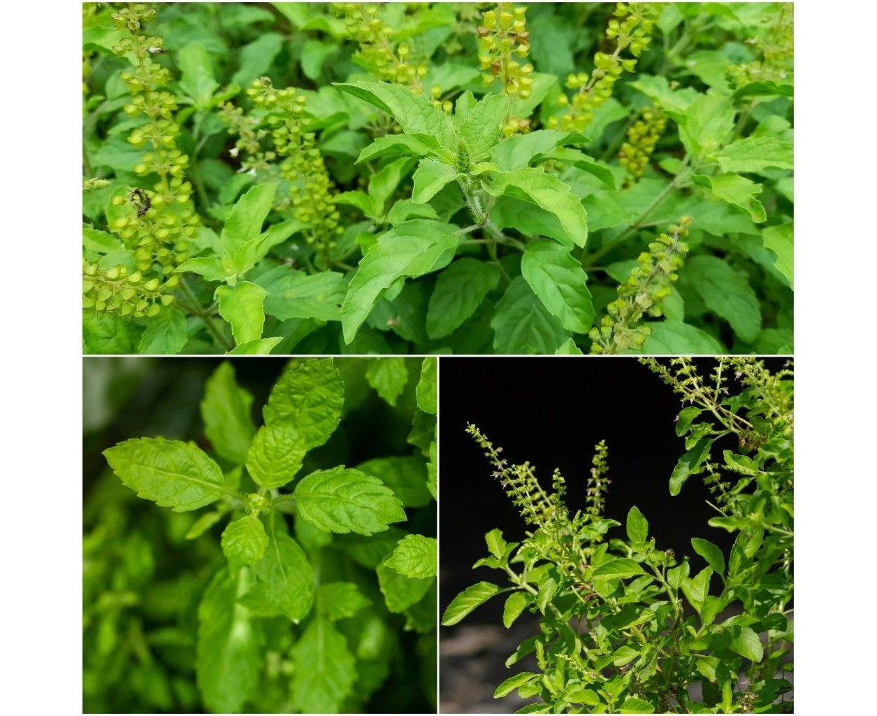 Tulsi - Rama (Green Holy Basil) seeds