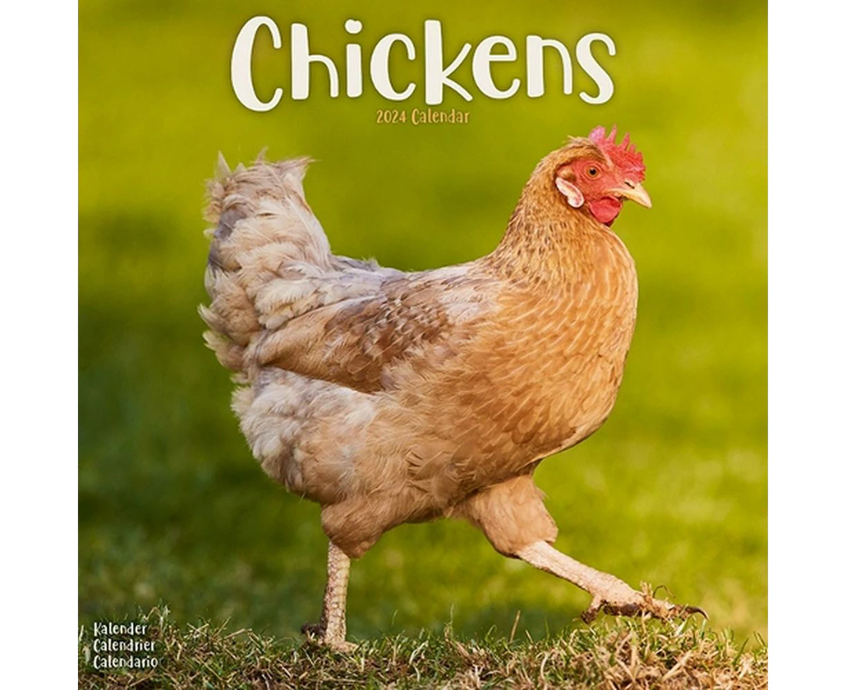 Chickens Calendar 2024  Square Farm Animals & Birds Wall Calendar - 16 Month