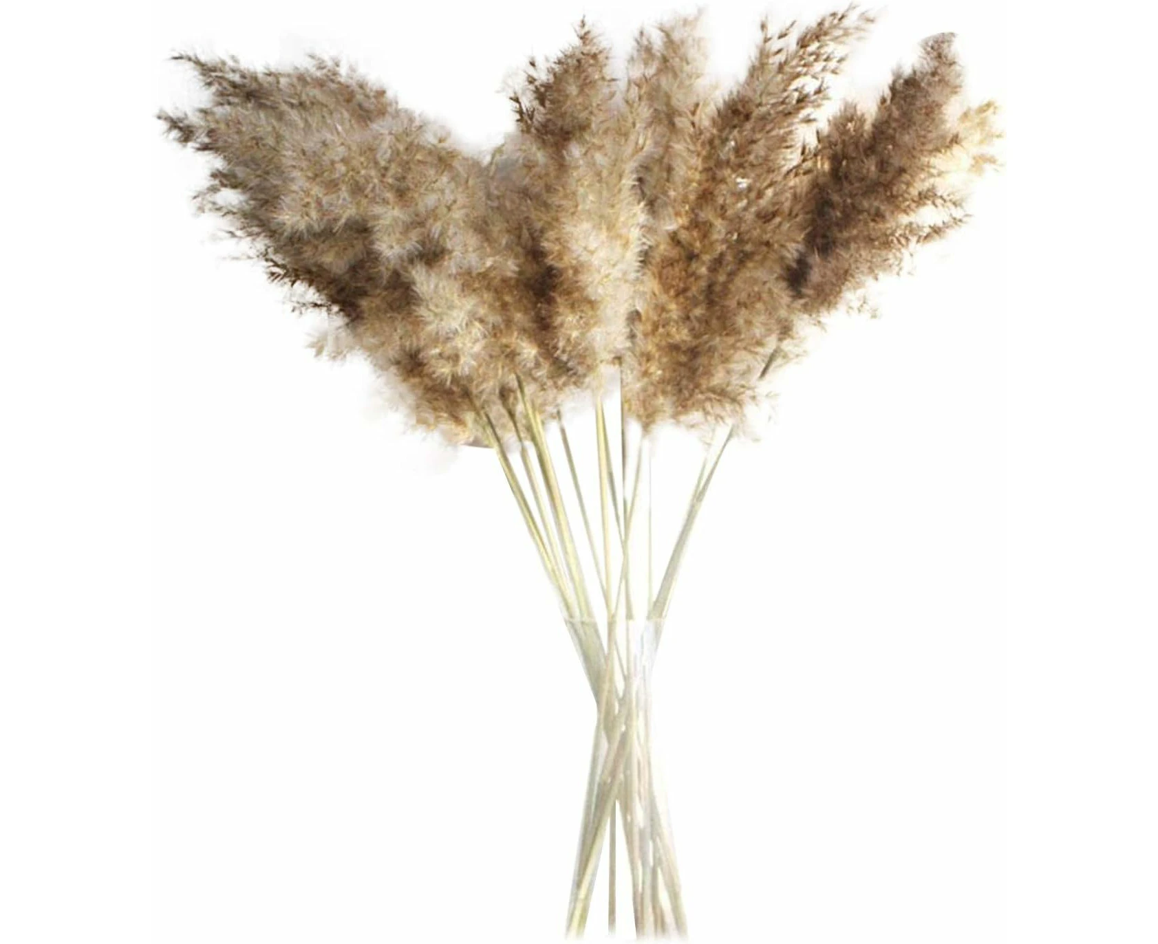 30/50-Piece Natural Dried Pampas Grass - Perfect for DIY Home & Wedding Decor