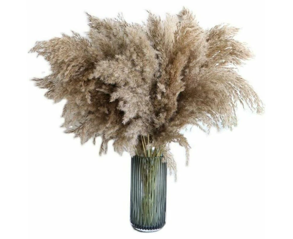 20-Piece 60cm Dried Pampas Grass - Beautiful for Wedding & Home Decor