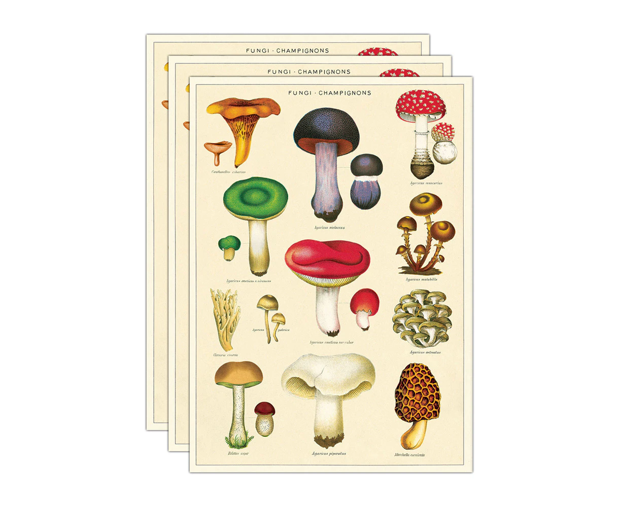 3x Cavallini Paper Poster Prints/Gift Wrap Wall Art Decor 50x70cm Mushrooms 2