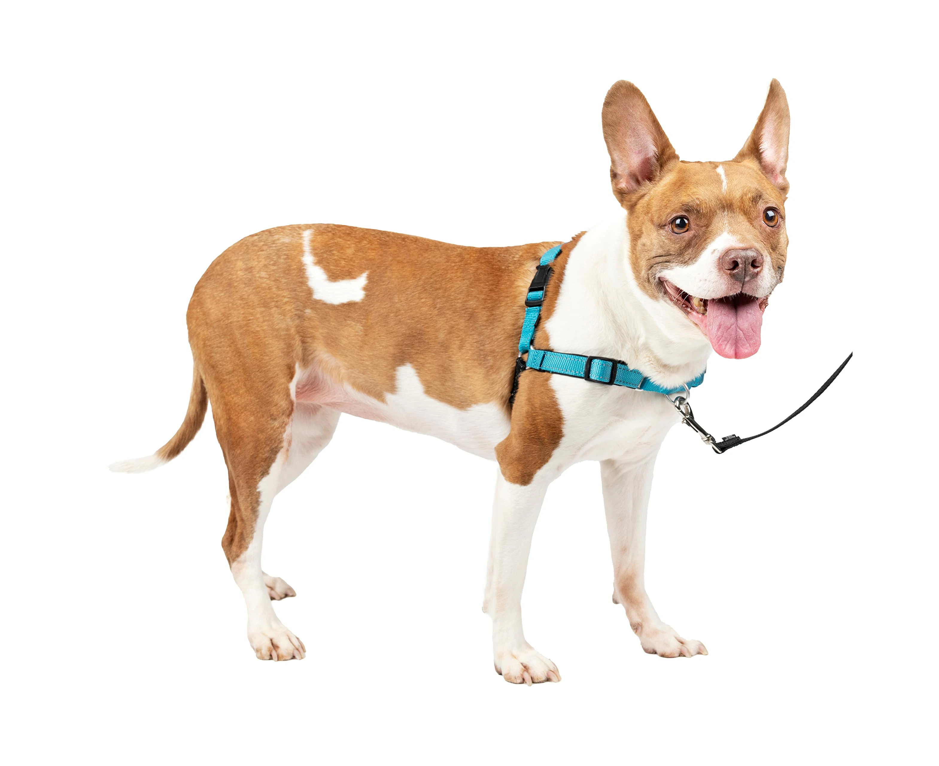 PetSafe Easy Walk Deluxe Harness, No-Pull Walking Harness for Dogs, Padded Design, Includes 1.8m Lead, Medium-Ocean Blue/Black Lead