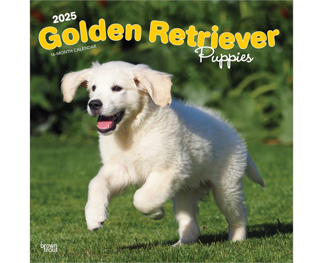 2025 Golden Retriever Puppies Wall Calendar