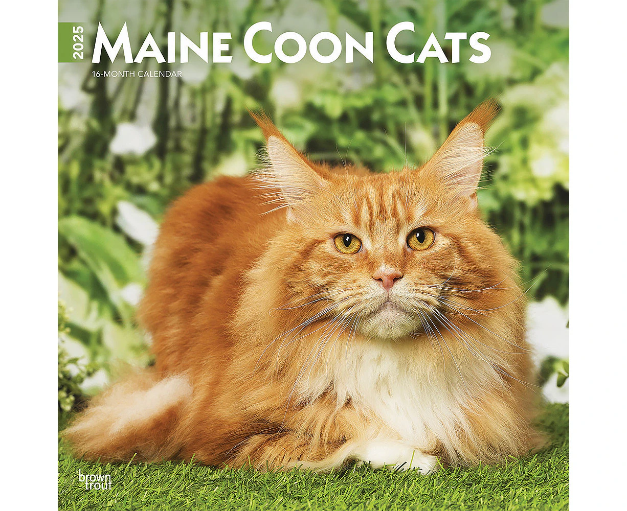 2025 Calendar Maine Coon Cats 16-Month Square Wall Browntrout BT77387