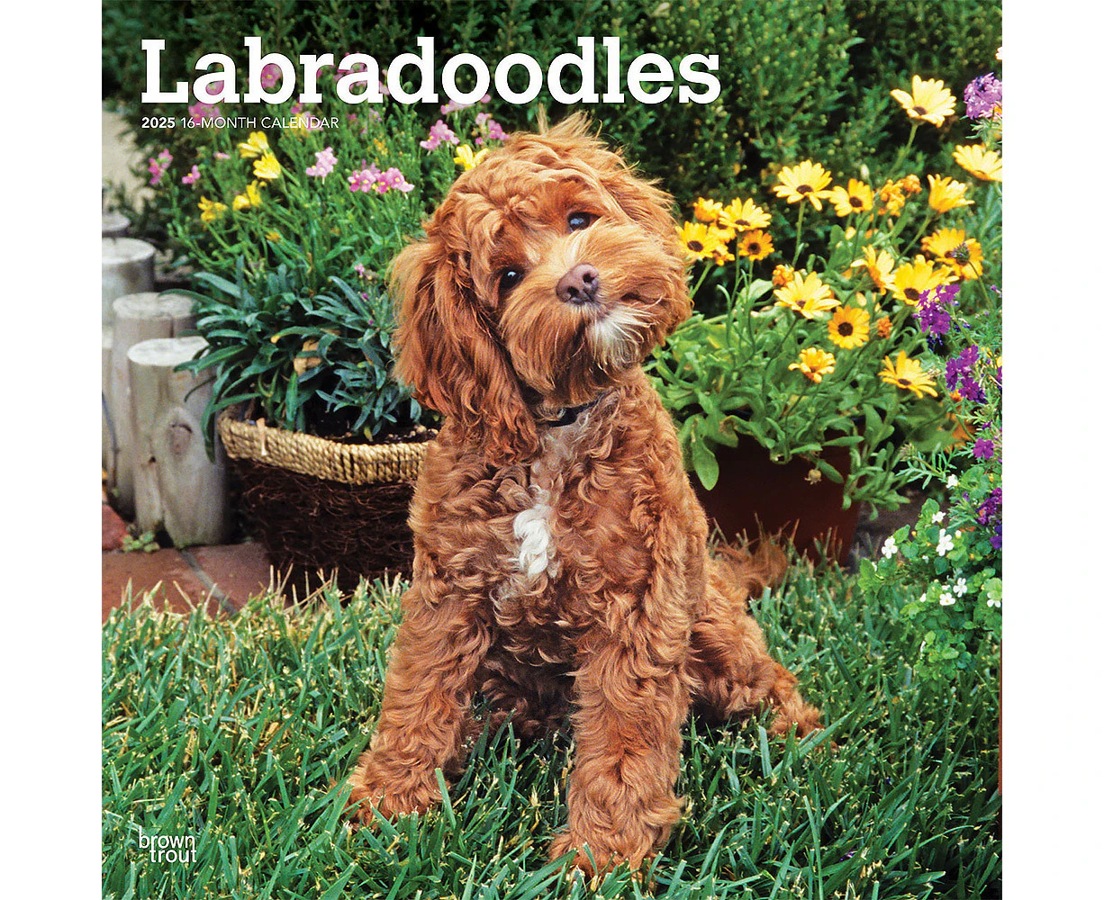 2025 Calendar Labradoodles 16-Month Square Wall Browntrout BT77295