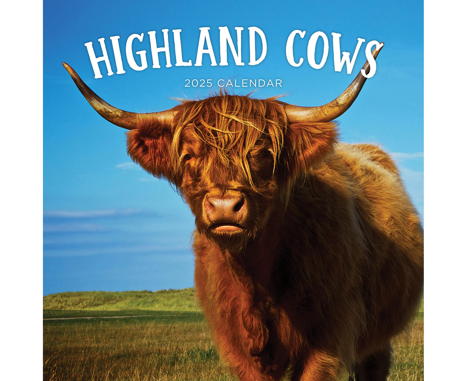 2025 Calendar Highland Cows Square Wall Paper Pocket CAB21