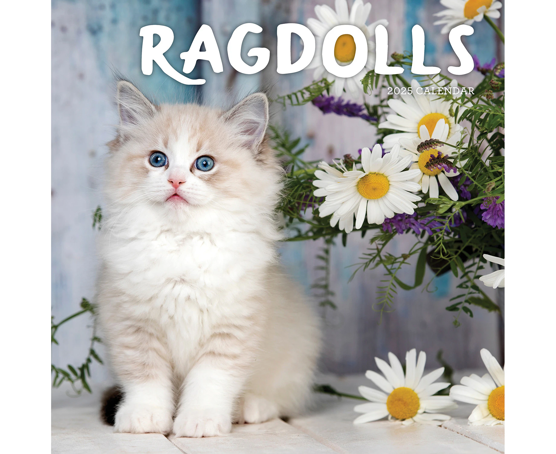 2025 Calendar Ragdolls Square Wall Paper Pocket CAB28