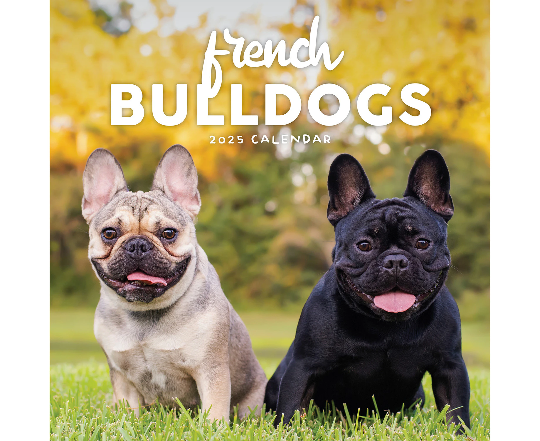 2025 Calendar French Bulldogs Square Wall Paper Pocket CPB17