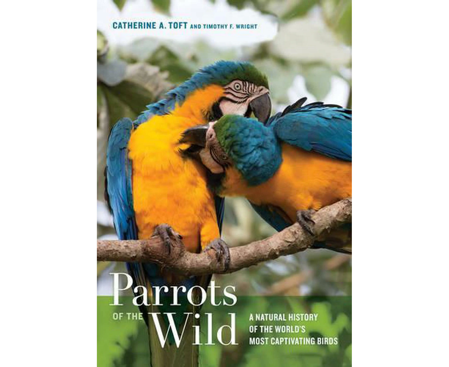 Parrots of the Wild