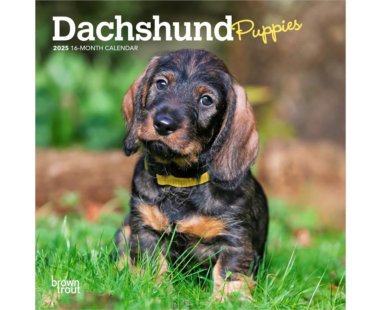 2025 Calendar Dachshund Puppies 16-Month Mini Wall Browntrout BT73556