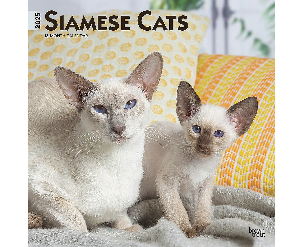 2025 Calendar Siamese Cats 16-Month Square Wall Browntrout BT77769