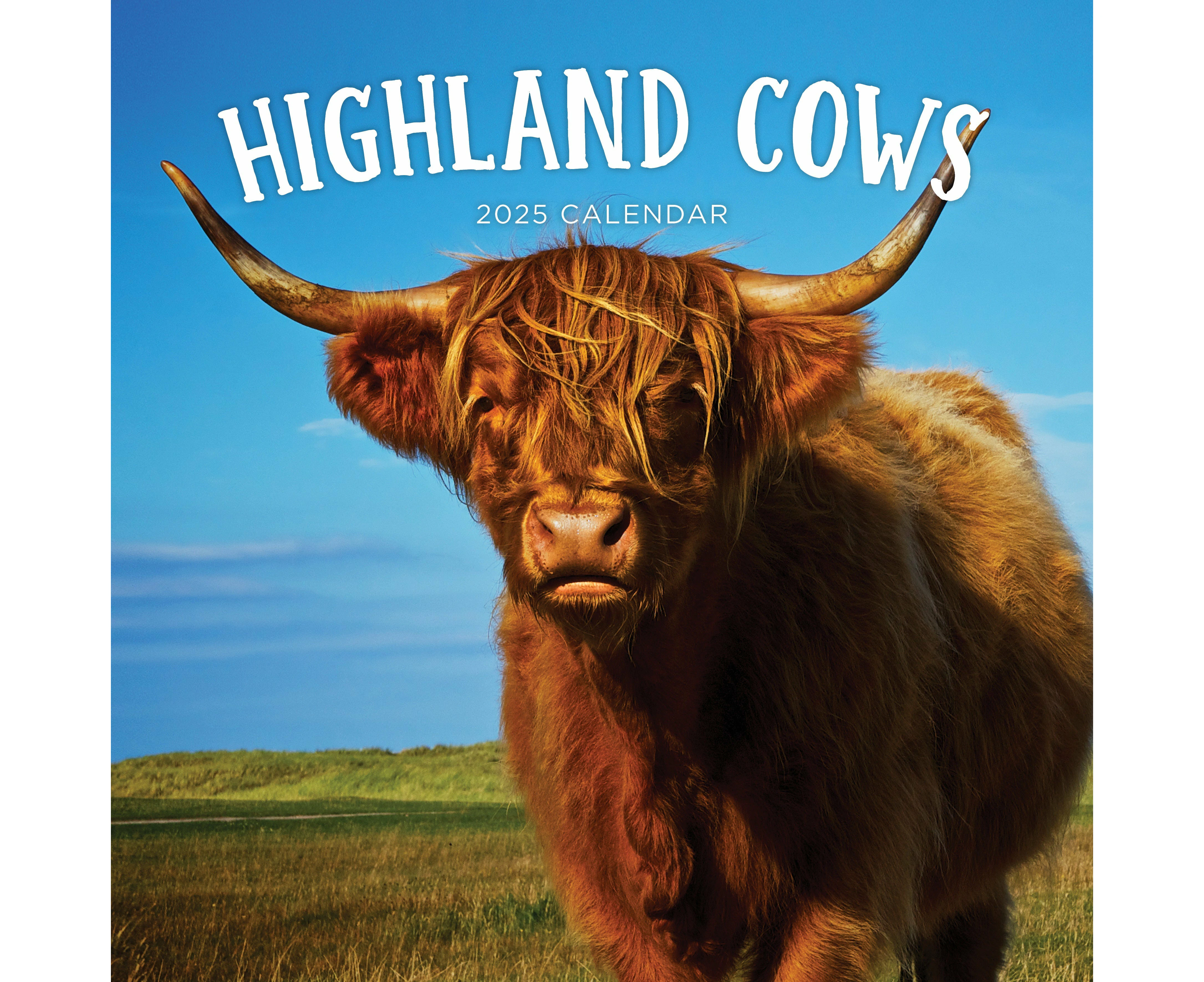 Highland Cows 2025 Calendar