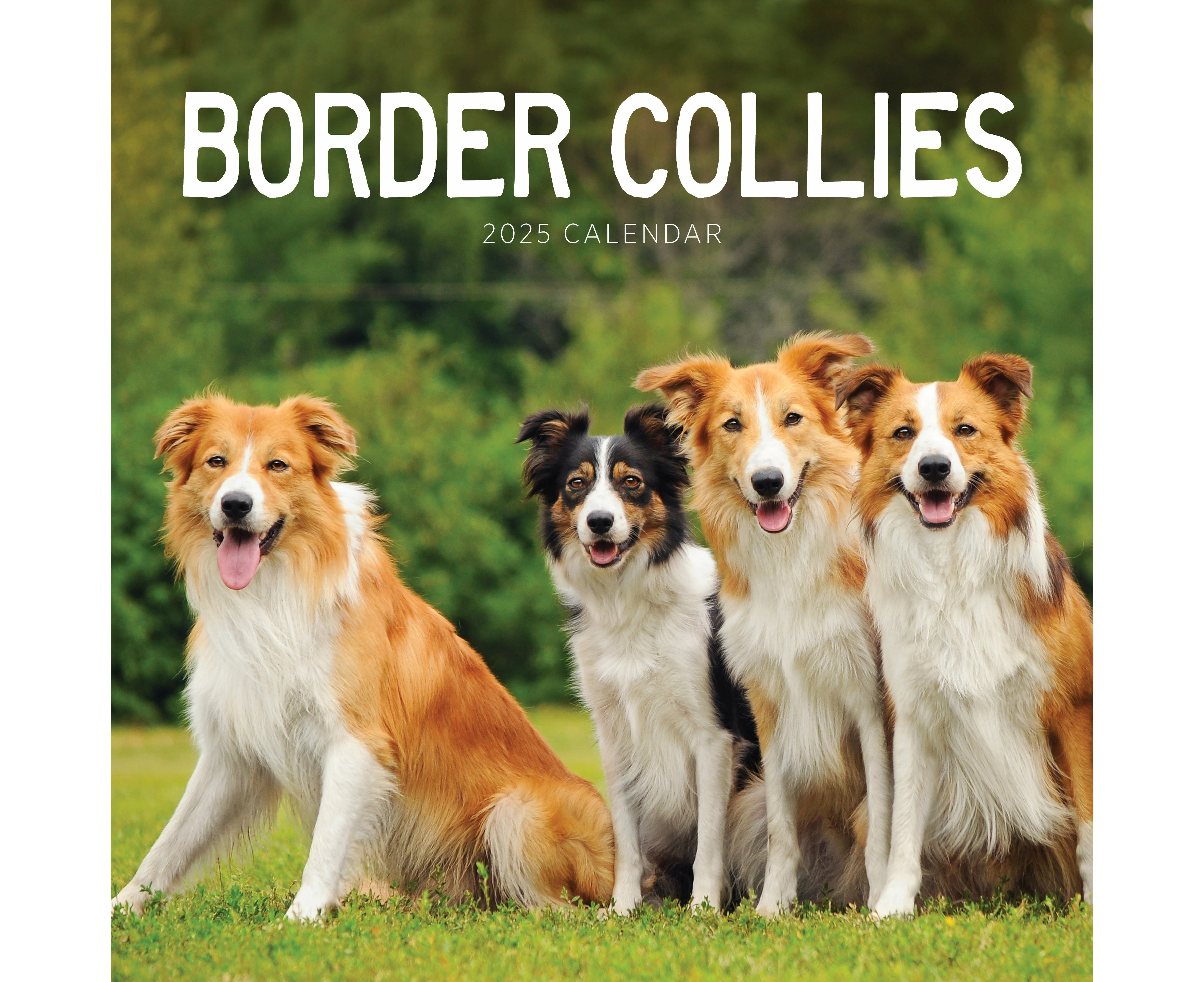 Border Collies 2025 Calendar