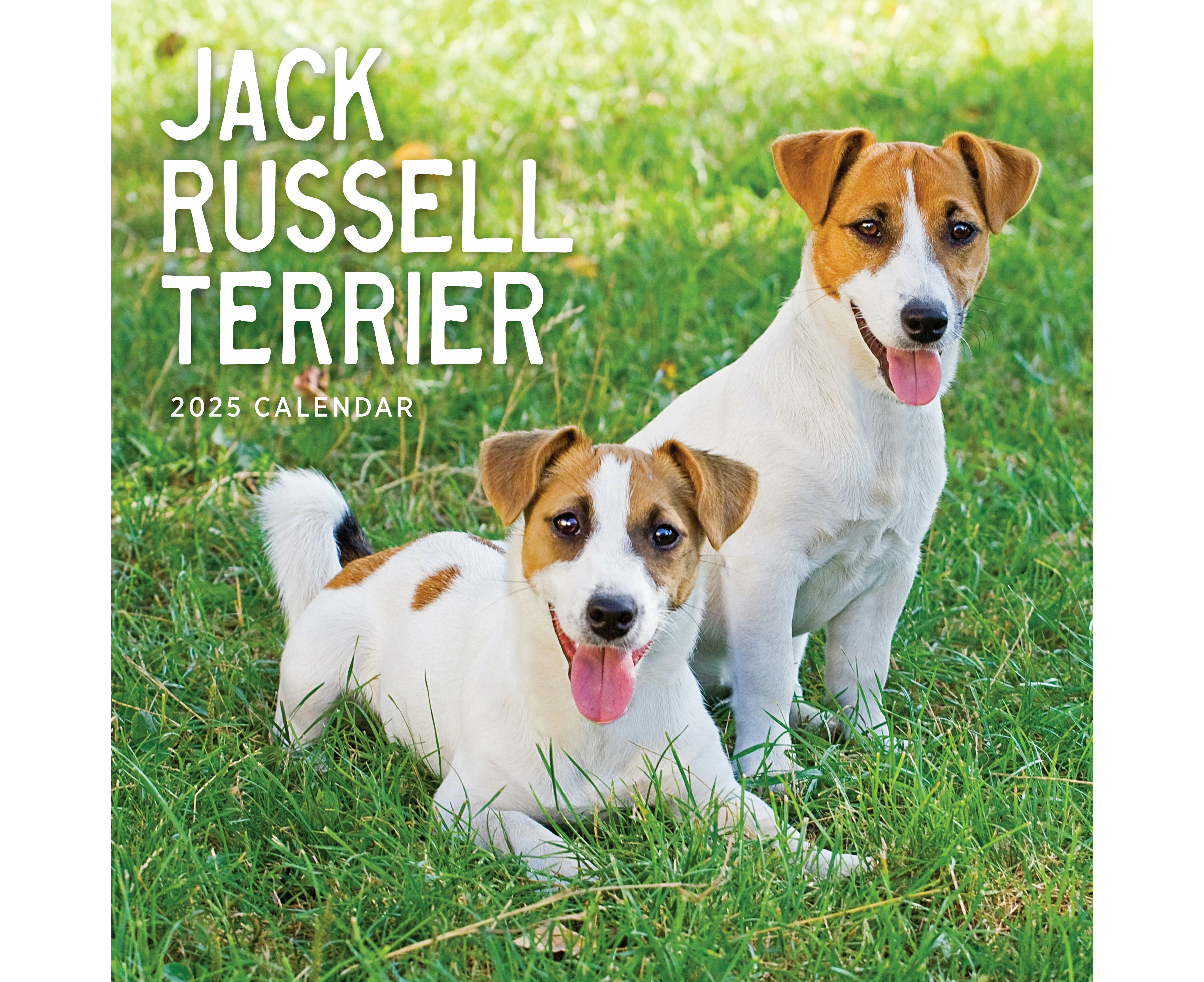 Jack Russells 2025 Calendar