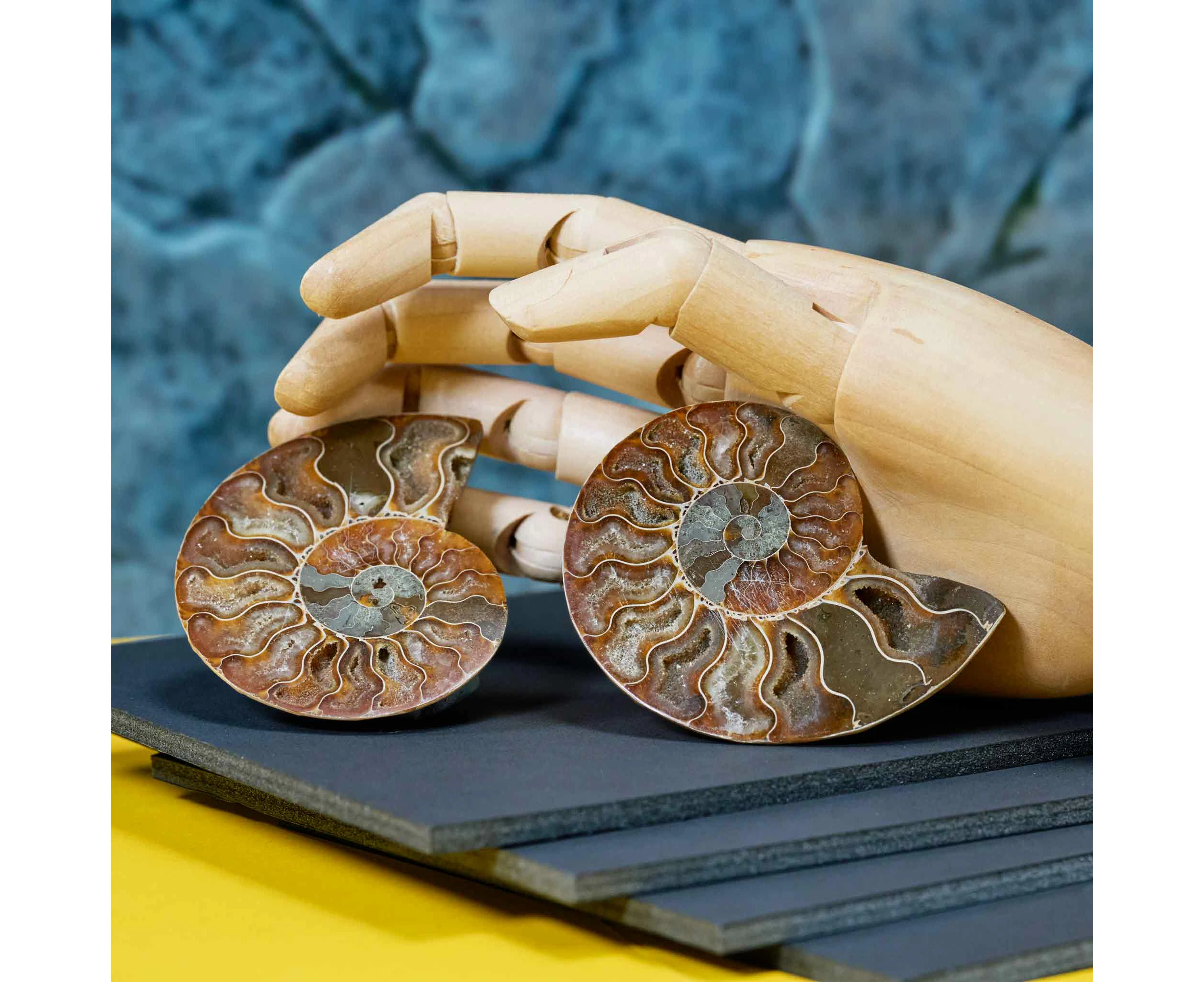 Large Ammonite Slice