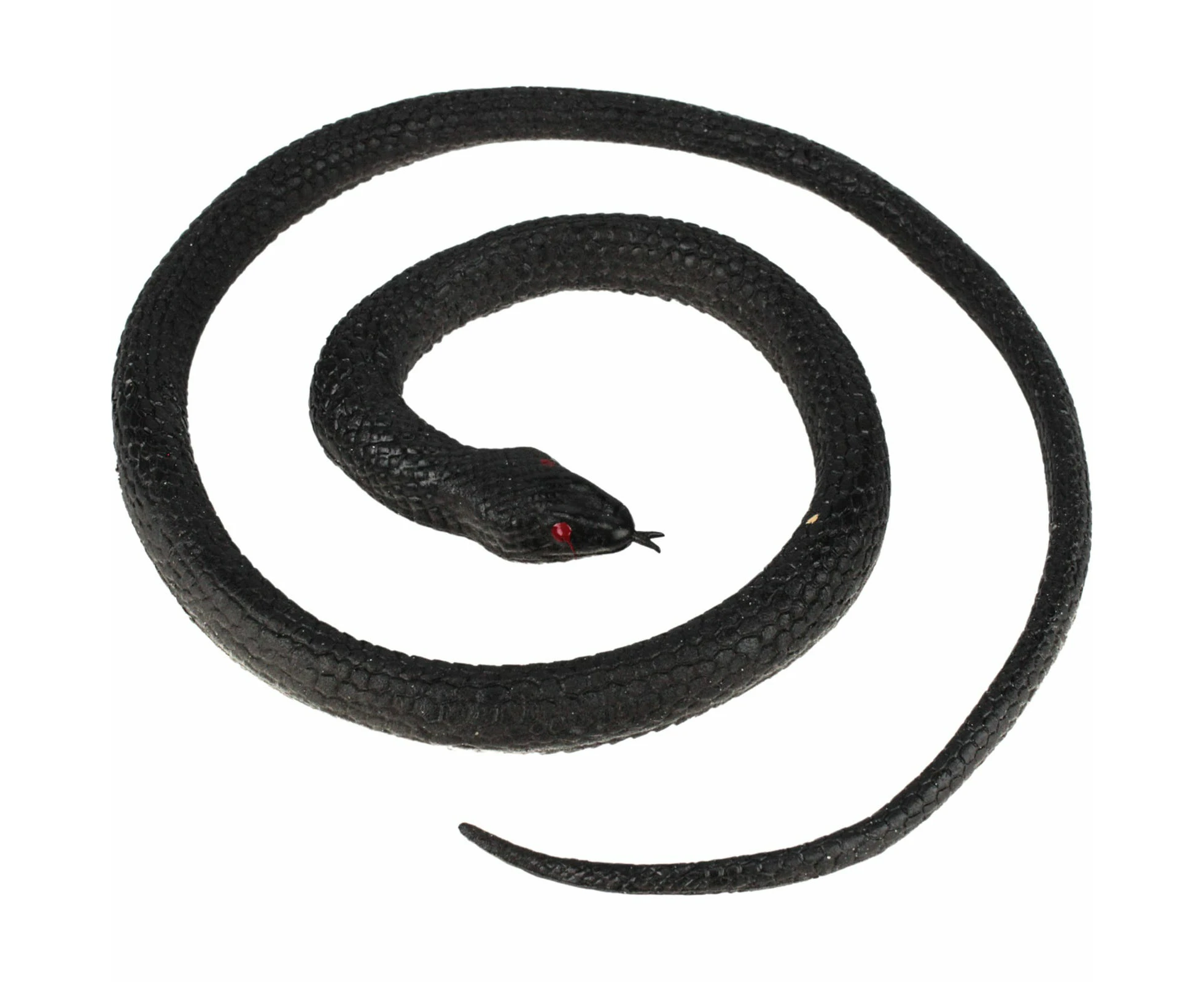 Coiled Black Snake