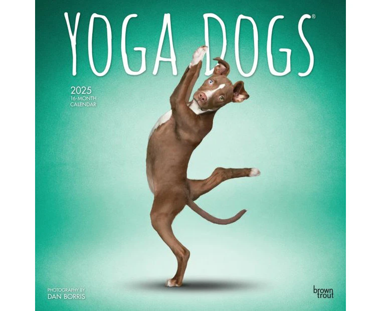 Brown Trout 2025 16-Month Calendar - Yoga Dogs