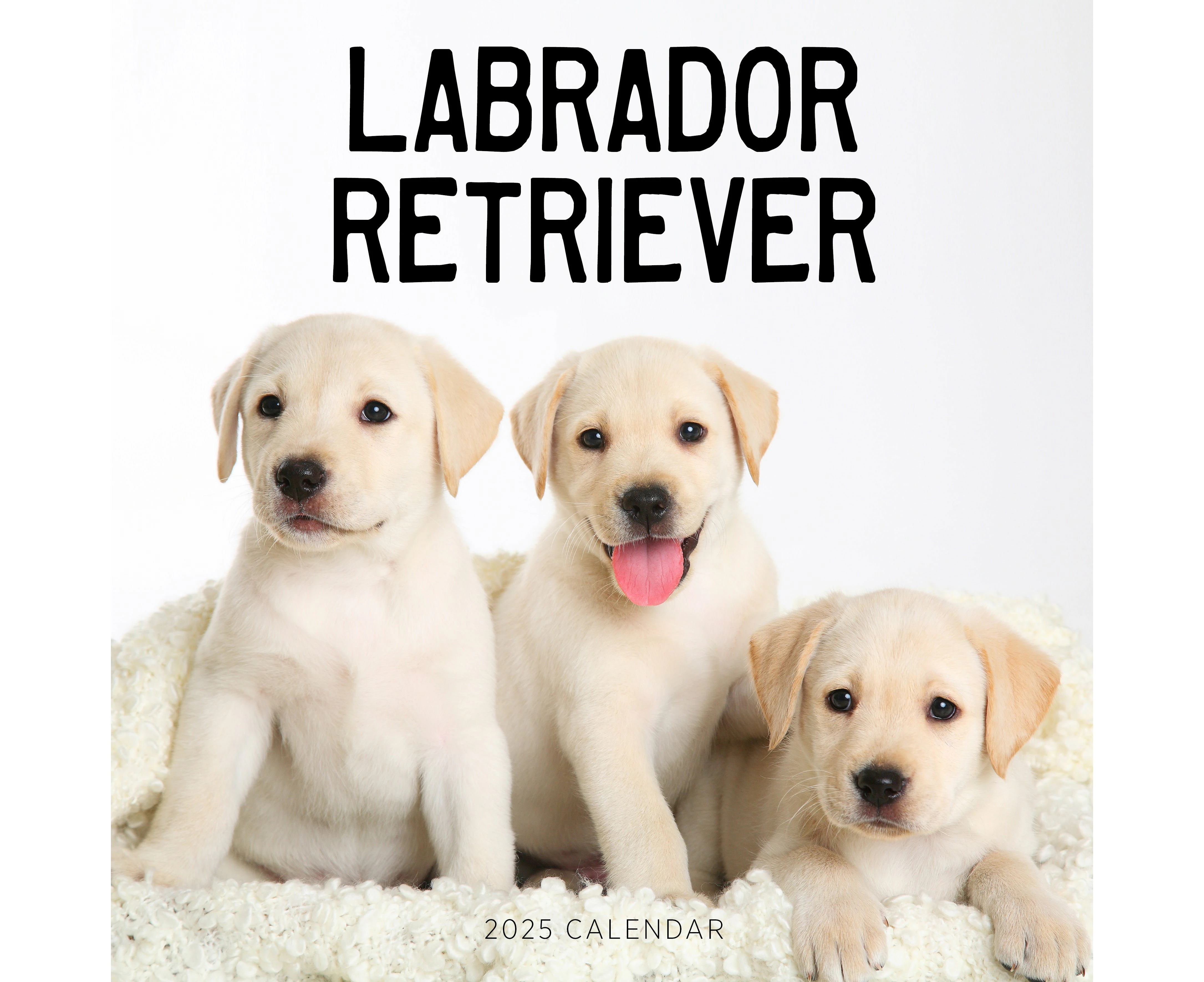 Labrador Retriever 2025 Calendar