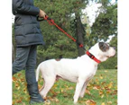 Dog Leash with Comfortable Padded Handle and Highly Reflective Threads for Small Medium and Large Dogs