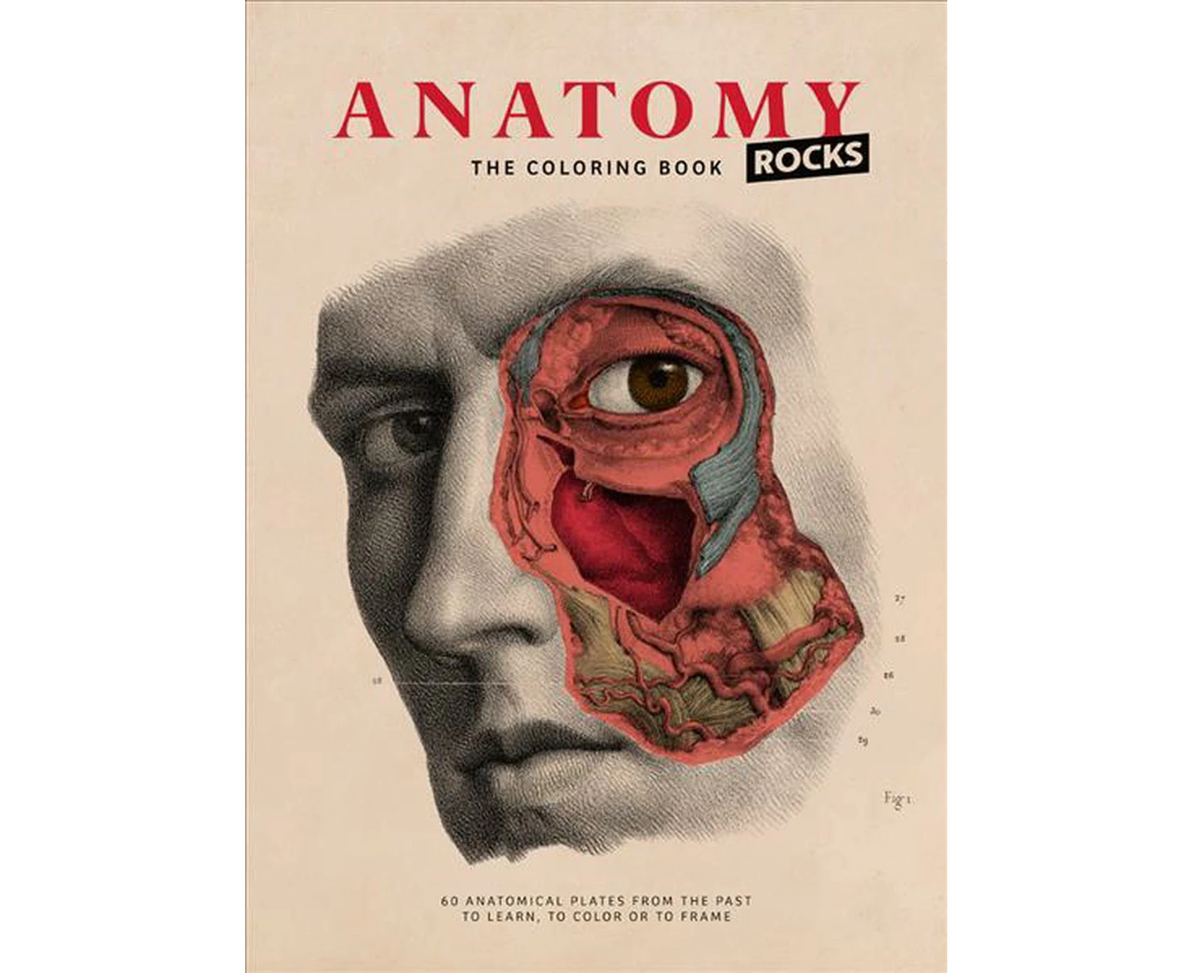 Anatomy Rocks: The Coloring Book