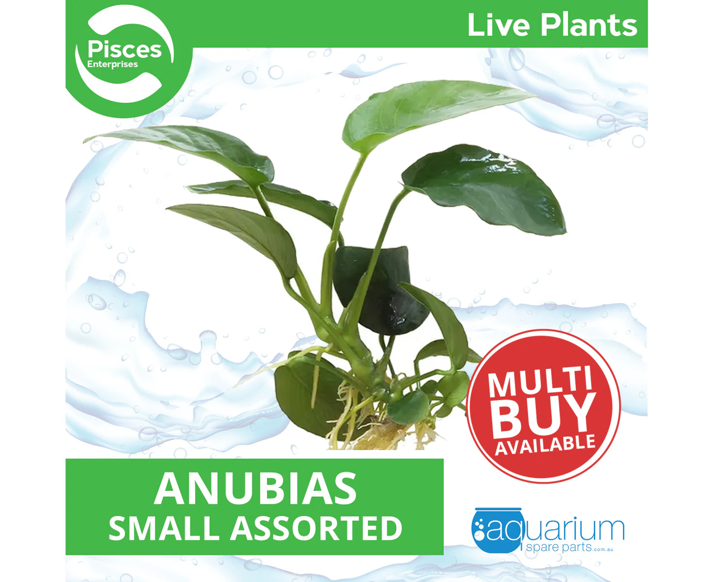 Pisces Live Plant Anubias - Small Assorted (111215)