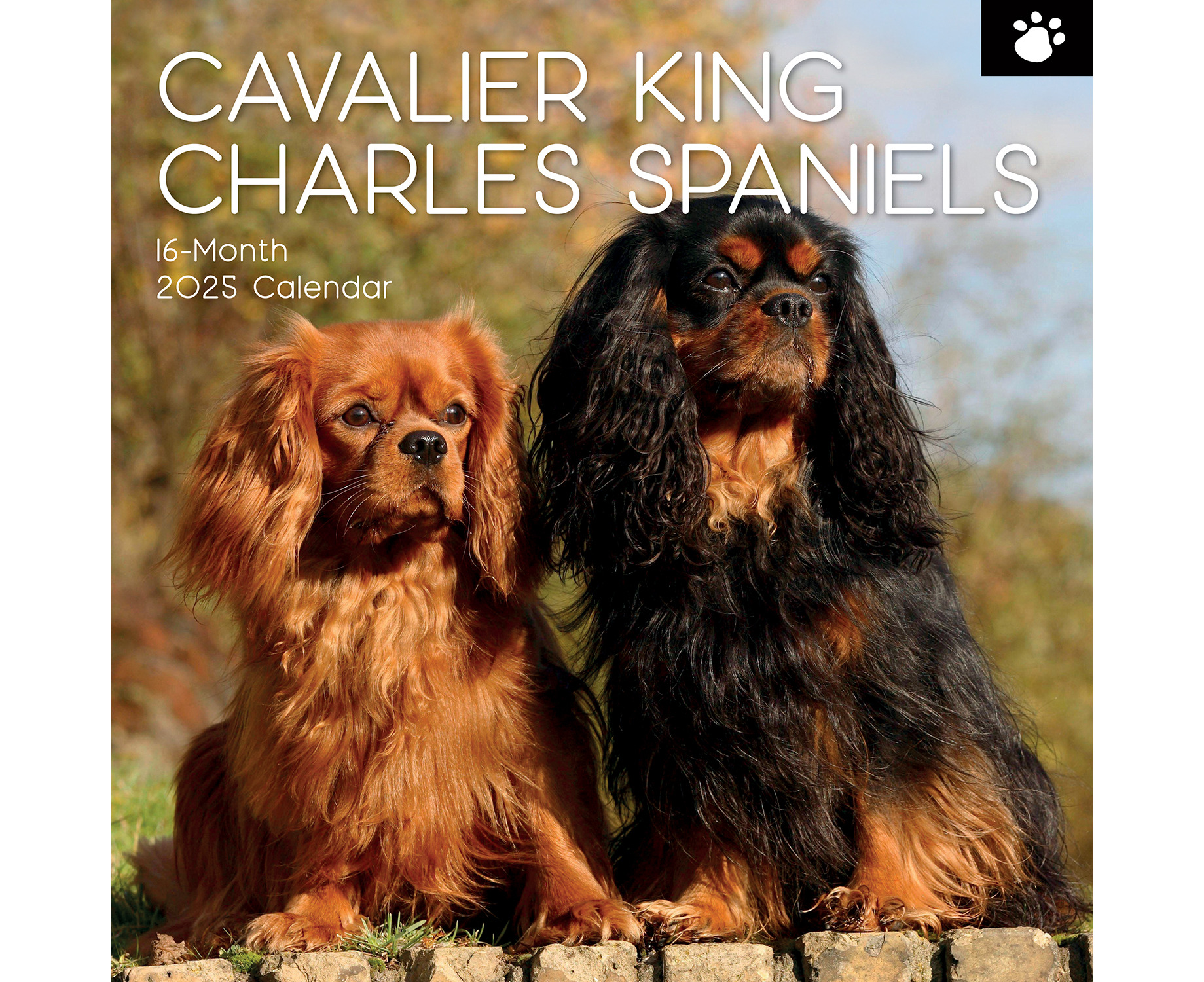 Cavalier King Charles Spaniels 2025 Square Wall Calendar 16Month Dogs