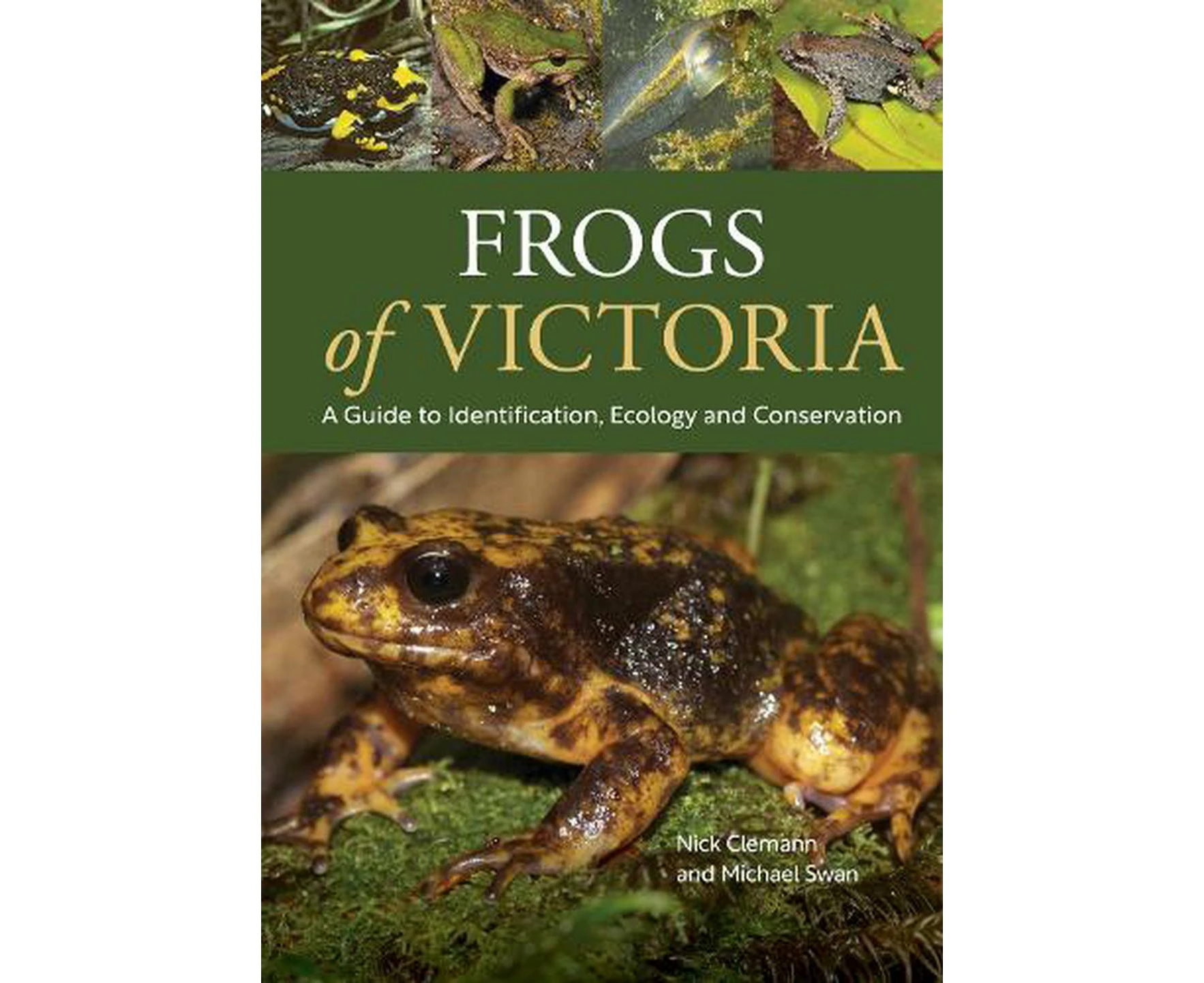 Frogs of Victoria