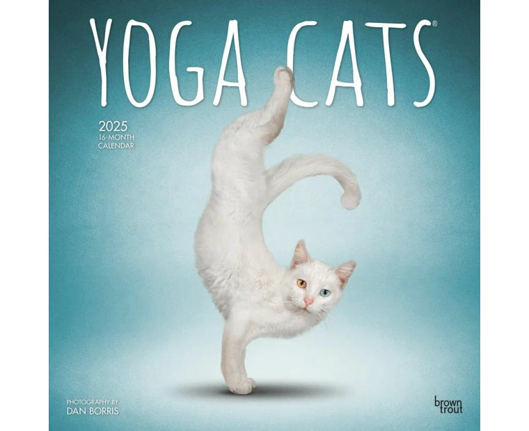 2025 Wall Calendar - Yoga Cats