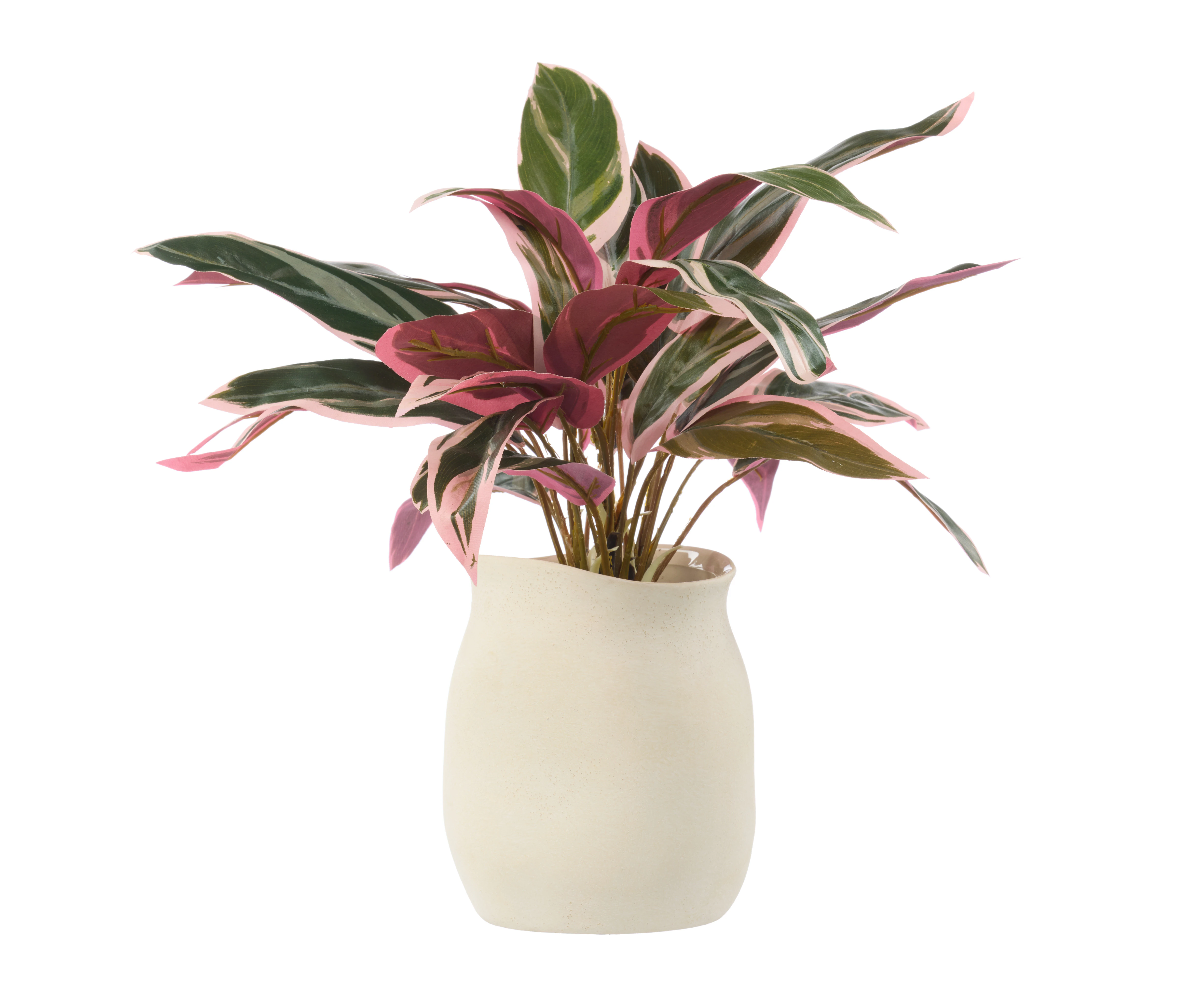 Rogue Cordyline Plant-Maliah Pot Pink & Green 45x45x39cm